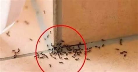 家裡突然 很多螞蟻